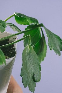 茎が折れている場合がございます。ご了承ください。