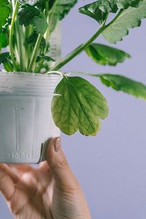 一部、葉が黄色く変色している場合がございます。