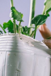 ポットが破れている場合がございます。ご了承ください。