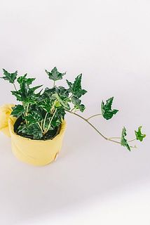 アイビーの種類はおまかせになります