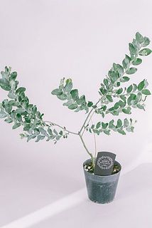 枝ぶりやサイズには個体差がございます。