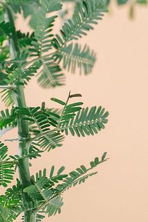 葉が茶色く変色している場合がございます。