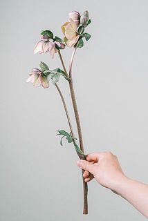 クリスマスローズは俯きがちに咲く花です。