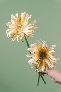 大きさや形には個体差がございます。