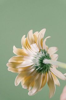 一部、花びらに傷がある場合がございます。