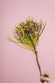 大きさや形には個体差はございます。