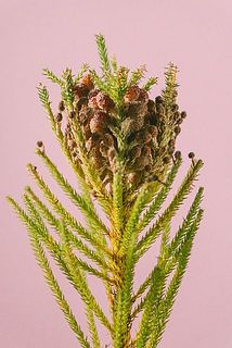 一部、乾燥で茶色く変色している場合がございます。