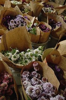 出荷前のスカビオサ達