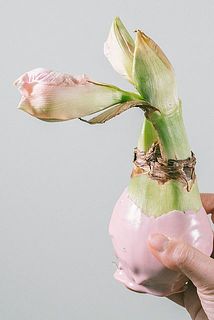 開花直前の状態のものをお届けする場合がございます。