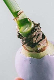 茎をカットした状態のものをお届けする場合がございます。