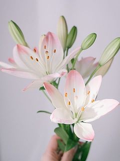 1本から3〜5輪蕾が付いているのでボリューム満点◎