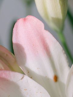 先端に向かってピンクのグラデーションが美しい。