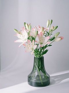 使用花器：ファゴット（グレー）