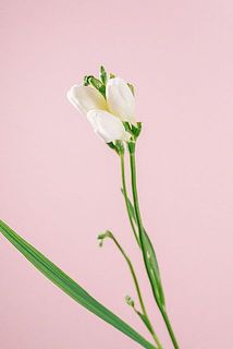 花付きには個体差がございます。