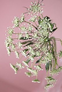 レースフラワーは蕾の状態でお届けされる場合がございます。