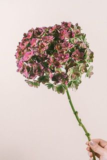 大きさや色味には個体差がございます。