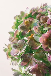 花びらが茶色く変色している場合がございます。