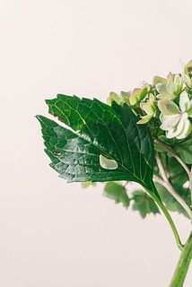 一部、葉が傷ついていたり茶色く変色している場合がございます。