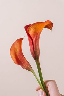 個体差により大きさが異なります。