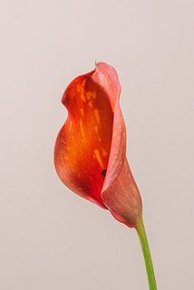 特性により斑点模様がある場合がございます。