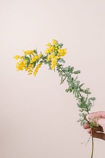 ミモザの花付きは個体差により異なります。