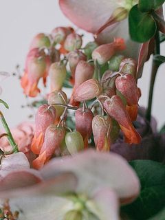 ぷりぷりのカランコエ。