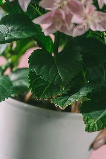 葉先が変色している場合がございます。