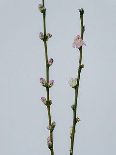 膨らんだ蕾はお手入れをしても大きく開花出来ずに、乾燥して黒く枯れてしまう個体もございます。開花途中に花びらが落ちてしまう場合も。