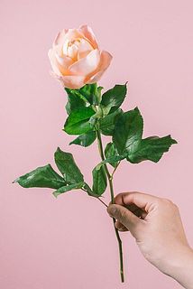 外弁に傷があることも。気になる場合は優しく取り除いてください