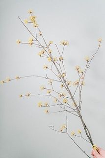 枝ぶりには個体差があります。