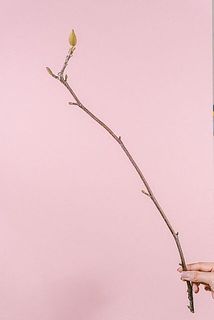 花つきや枝ぶりには個体差がございます。