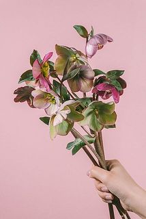 品種はお任せになります