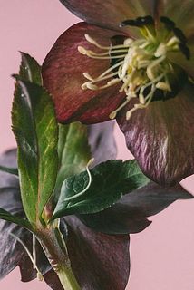 おしべの部分の花粉が散っている場合がございます。