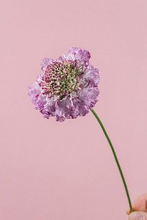 リエール　寺尾さん一推しの品種