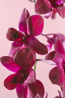 花びらに傷がある場合がございます。