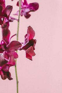 一部、花が乾燥している場合がございます。