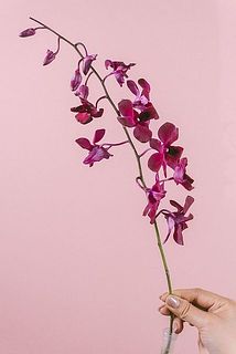 花付きには個体差がございます。