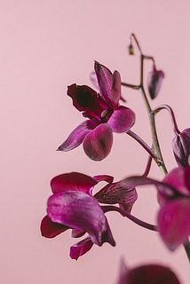 一部、花びらが黒く変色している場合がございます。