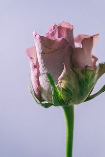 輸送の関係上、花弁に傷がある場合がございます