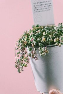 ほんのりピンク色になっているものも💕