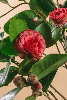 椿の特性上、花弁には傷がございます