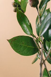 葉には汚れがある場合がございます