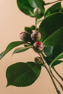 硬めの蕾は咲かないことが多いです