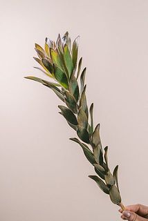 リューかデンドロ葉が変色している場合がございます