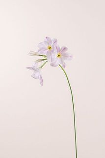 リューココリネ