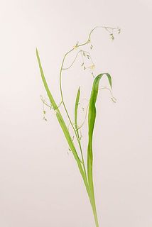 メラスフェルラ