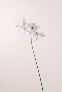 リューココリネ