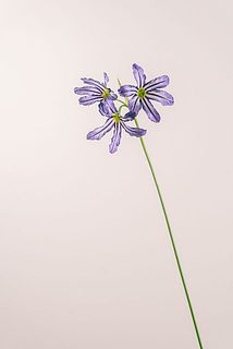 リューココリネ