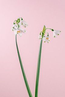 花付きには個体差がございます。