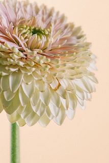 一部、花びらに傷がある場合がございます。優しく取ってあげてください。